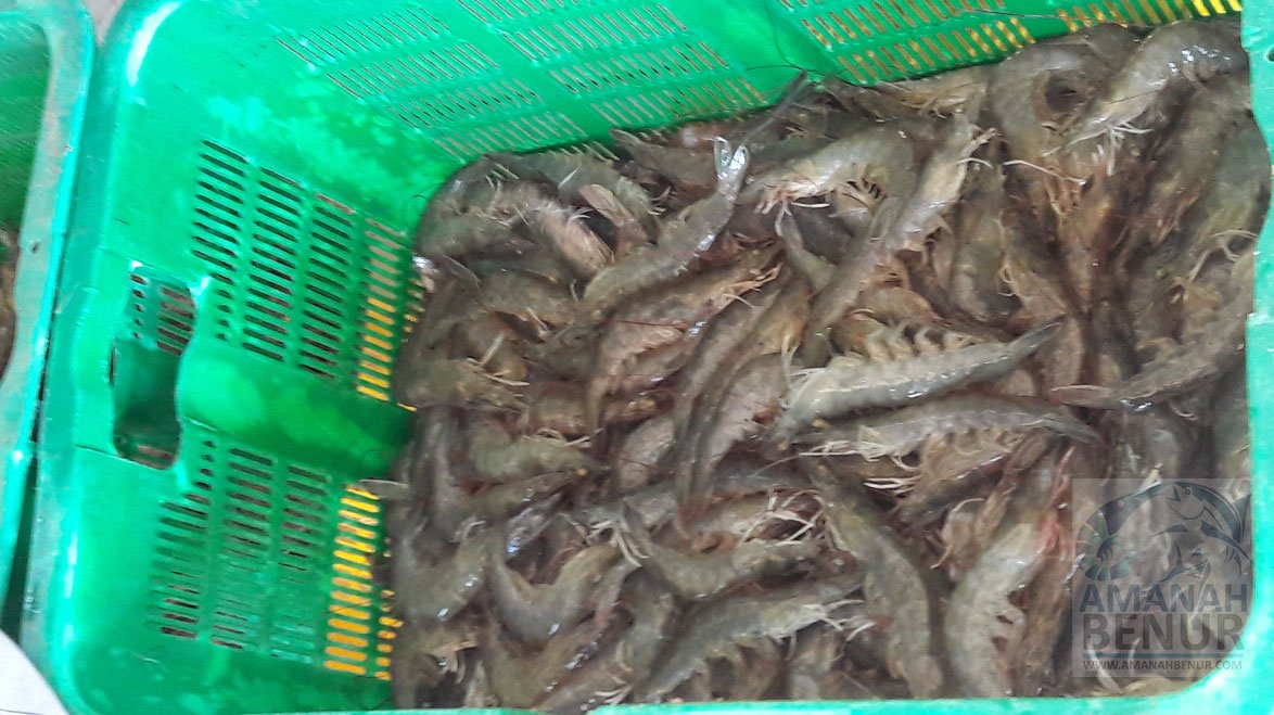 udang-windu-dalam-keranjang-ketika-dipanen
