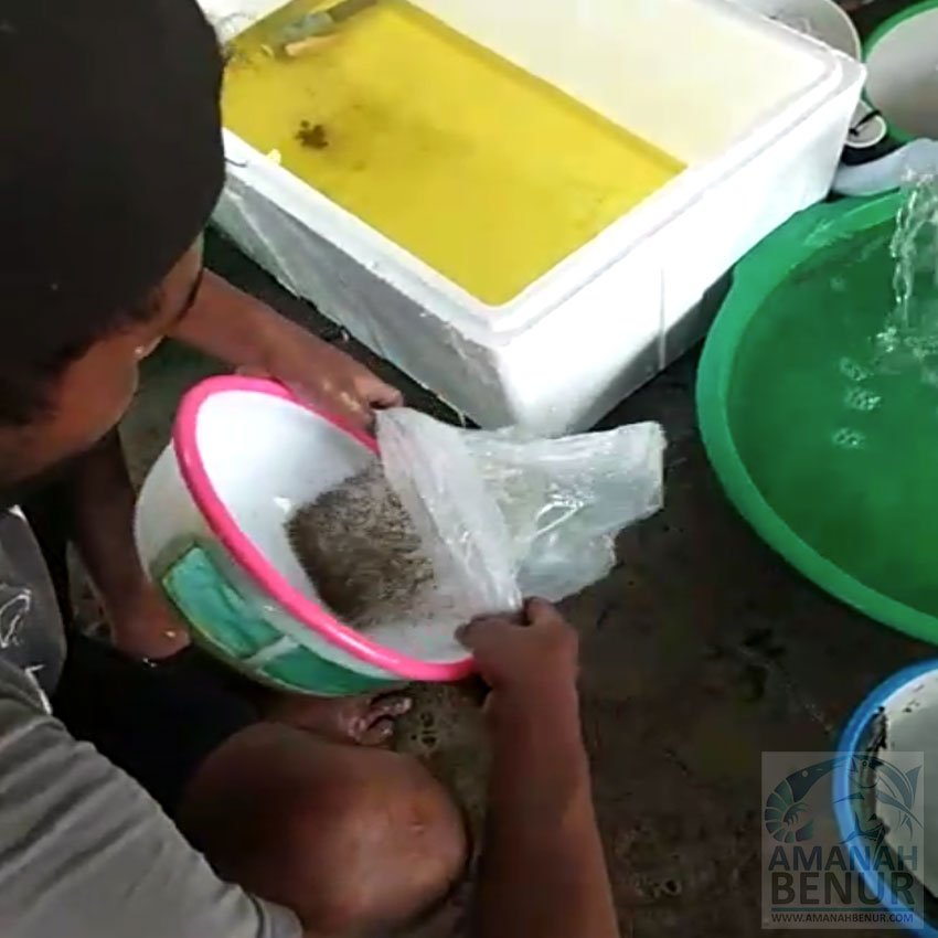Benih-Ikan-Bandeng-Siap-Dikirim-untuk-Keberhasilan-Budidaya-Anda