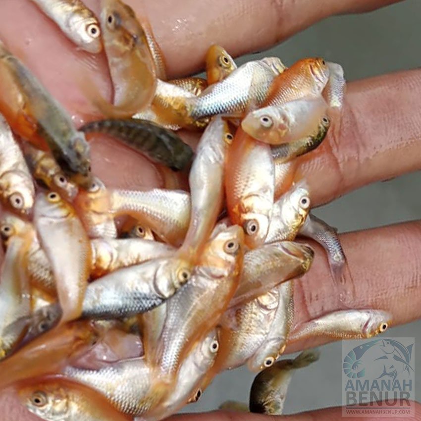 Harga-Bibit-Ikan-Mas-Kompetitif,-murah-dan-Terjangkau