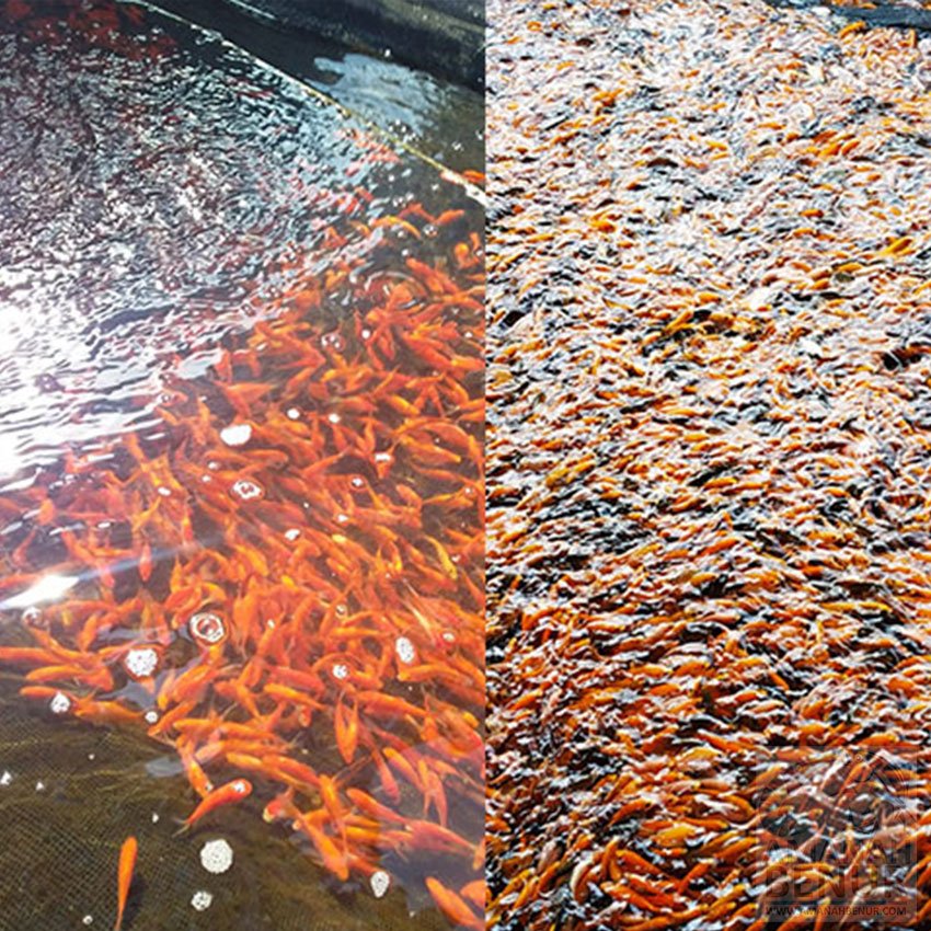 Menyiapkan-Kolam-yang-Tepat