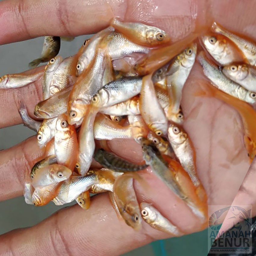 Pemilihan-Benih-Ikan-Mas-yang-Unggul