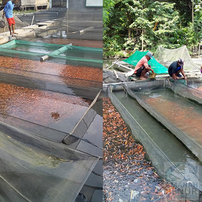 Pemilihan-Lokasi-yang-Tepat-bibi-ikan-mas