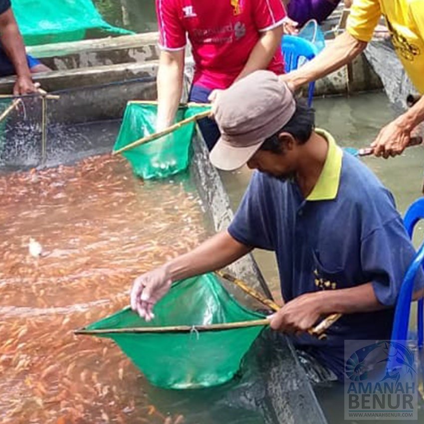 bibit-ikan-mas-di-kolam
