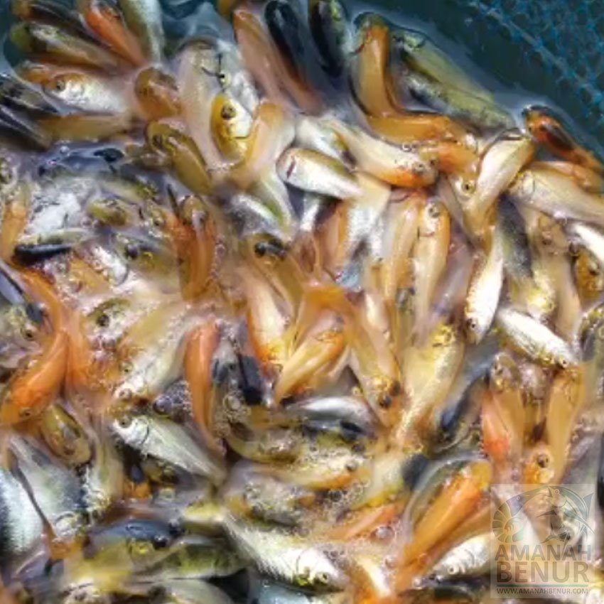 bibit-ikan-mas-unggul-amanah-benur
