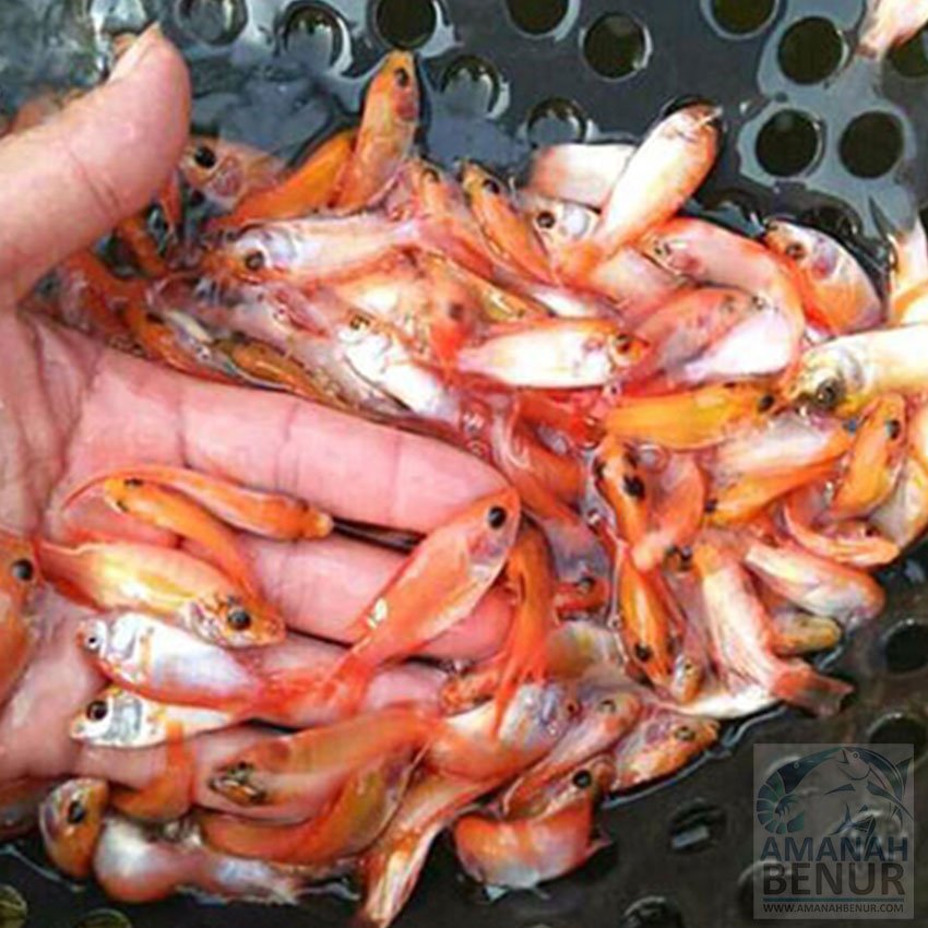 bibit-ikan-mas-unggul