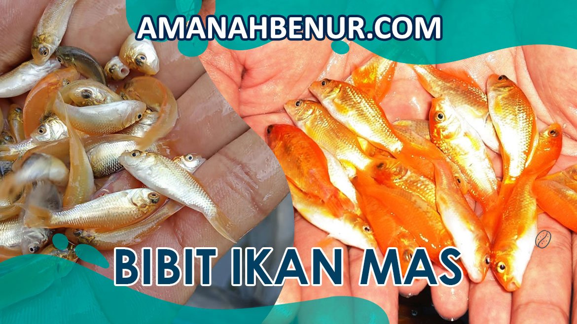 feature-bibit-ikan-mas feature-bibit-ikan-mas