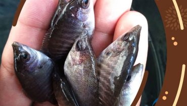 Jual Bibit Ikan Gurame – Jual Benih Gurami Unggul Bersertifikat
