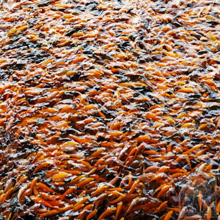 pembibitan-yang-unggul-bibit-mas