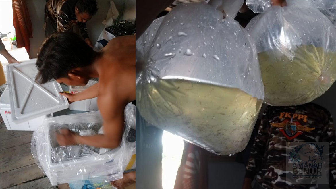 Panduan Lengkap Mengenal Nener Bandeng: Apa Itu dan Mengapa Penting